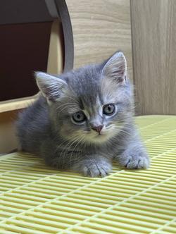 British Shorthair Cat