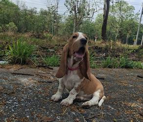 บาสเซ็ตฮาว์ดใบเพ็ดสมาคมพัฒนาพันธุ์สุนัข