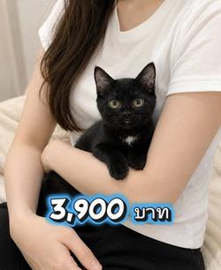 British Shorthair Cat