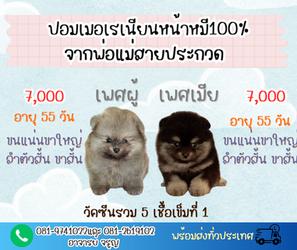 ลูกปอมฯพันธุ์แท้หน้าหมีสวยๆขนแน่นๆขาใหญ่ ลำตัวสั้น ขาสั้น จากพ่อแม่สายประกวด พร้อมส่งฉีดวัคซีนรวม 5 เชื้อเข็มที่ 1 ทักเป็นเจ้าของได้ตามเบอร์