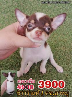 โปร 4900ลดเหลือ 3900 ชิวาว่าเเท้ขนสั้น สีขาวช็อค เพศผู้ พร้อมย้าย