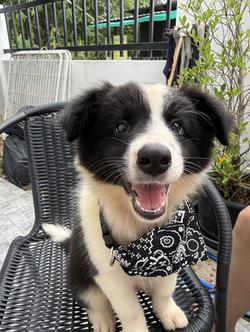 ลูกสุนัขบอร์เดอร์คอลลี่ Bordercollie ราคาแบ่งเลี้ยง