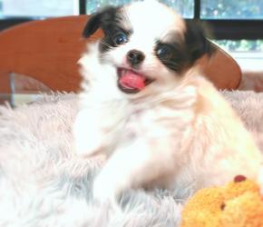 ลูกชิวาวาพันธุ์แท้ ขนยาว พ่อแม่จากสายพันธุ์เพ็ดดีกรี