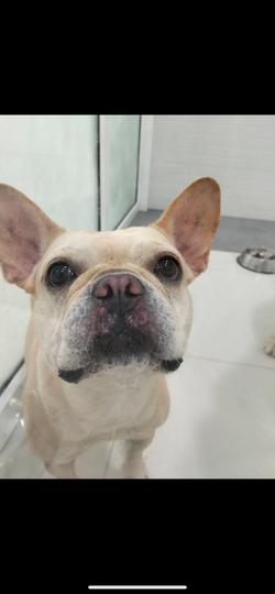 สุนัข พันธุ์ เฟรนซ์ บูลด็อก