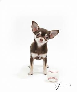 ชิวาวาขนสั้นเพศเมีย น้องไอติม