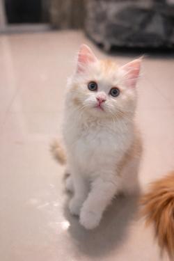 เด็กชายพร้อมย้าย 3 เดือน