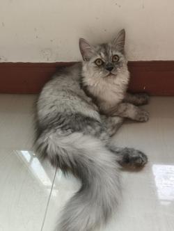 ลูกแมวเปอร์เซีย 