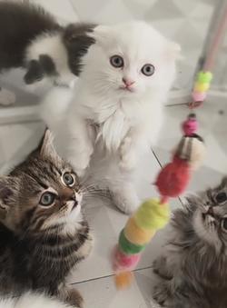 แมวมัชกิ้น ขาสั้น หูพับ