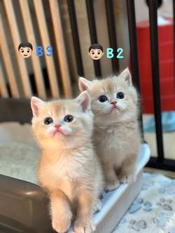 แมวมันซ์กิ้น- บริติช ขาปกติ