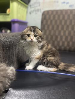 แมวสามสี-ขี้อ้อนขี้เล่นติดคน(หญิง2เดือน)พร้อมย้ายบ้าน