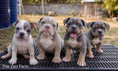 exotic bully (เอ็กโซติก บูลลี่) มีใบเพ็ดครับ