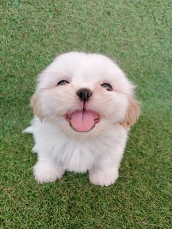 ชิสุห์เเท้ ฟอร์มดี เกรดสวย