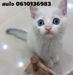 แมวสก็อตติชโฟล์ด อายุ 2 เดือน