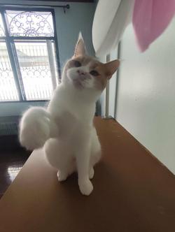 แมวเมนคูนบริทิชช้อตแฮร์ 4 เดือน