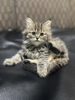 แมวลายสลิด-น้องขี้เล่น อารมณ์ดี(หญิง2เดือน) พร้อมย้ายบ้าน