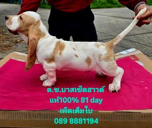 สัตว์เลี้ยงบาสเซ็ตฮาวด์