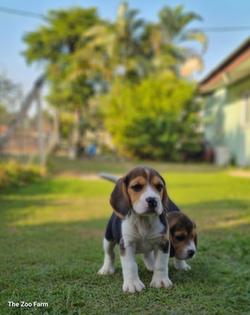 ลูกสุนัขพันธุ์บีเกิ้ล