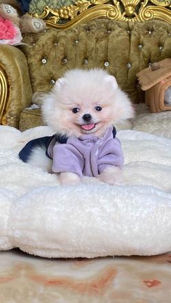 ลูกปอมแท้ น่ารักมาก ขี้เล่น สดใส ติดคน สุขภาพดี น่ากอดสุดๆ