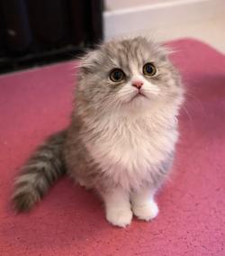 พร้อมย้ายเด็กหญิง3เดือน(สก็อตติชโฟลด์)