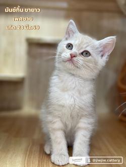 ลูกแมวมันช์กิ้นขายาว