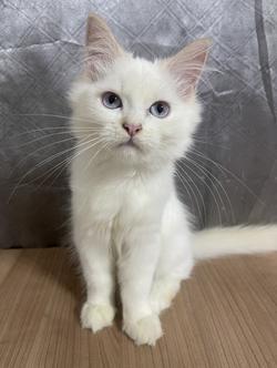 คนขายเลี้ยงเองครับ น้องแมวพันธุ์ อเมริกันเคิร์ลผสมหิมาลายัน เพศชาย ตาสีฟ้า พร้อมฉีดยา