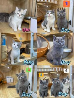 แมวมันช์กิ้นขายาวพร้อมย้าย