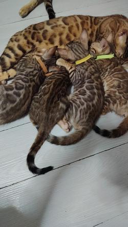 แมวเบงกอล Bangkokcats