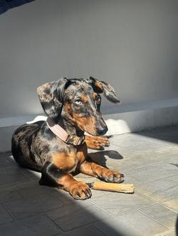 Dachshund puppy 6 months blue eyes, fully vaccinated