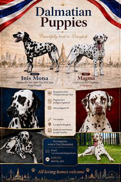 Premium Registered Dalmatian Puppies - Black and Liver Princesses :-)