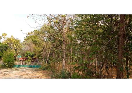 ขายที่ดิน สวนไม้สัก ถนนสระแก้ว-เขาหินซ้อน ศรีมหาโพธิ ปราจีนบุรี รูปที่ 5