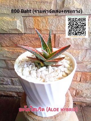 อะโลไฮบริด (Aloe hybrid) รูปที่ 1