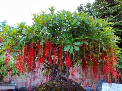 Cây hạnh nhân Ấn Độ | ENNXO