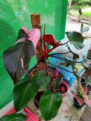 Philodendron Pink Princess รูปที่ 1