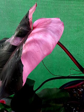 Philodendron Pink Princess รูปที่ 2