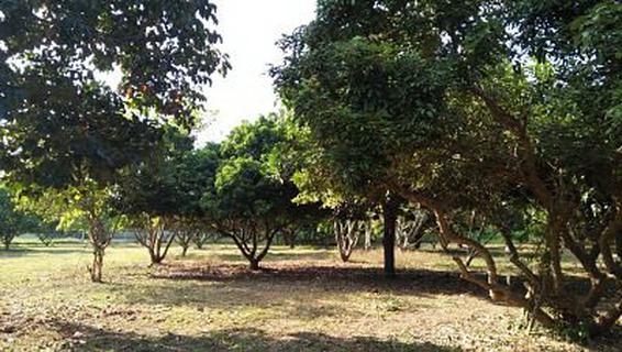 Sale Farm Fruits  among natural forest area 27,780 sqm. Chan รูปที่ 5