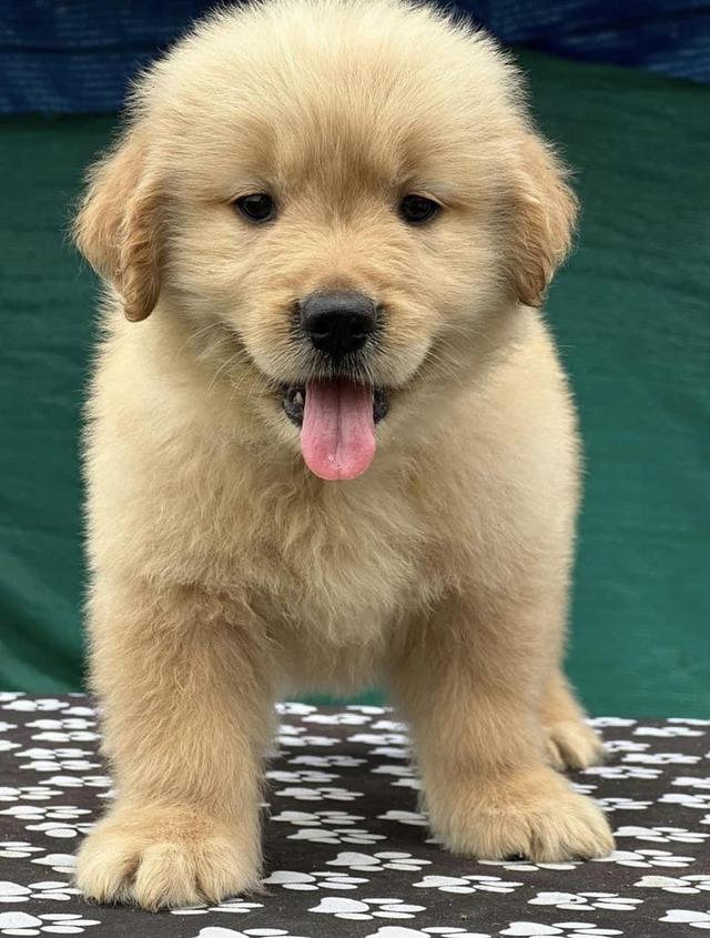 Golden Retriever Puppies | WhatsApp me : +66 63 826 3042