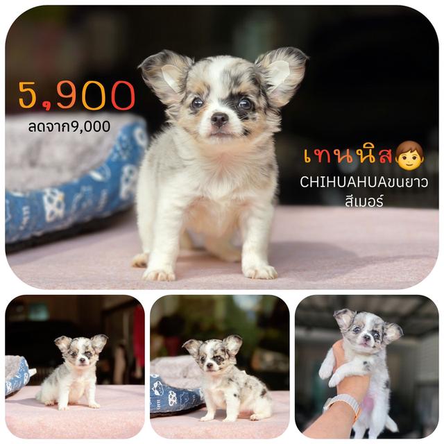 ชิวาวาแท้ ขนยาว สีเมอร์ เพศชาย