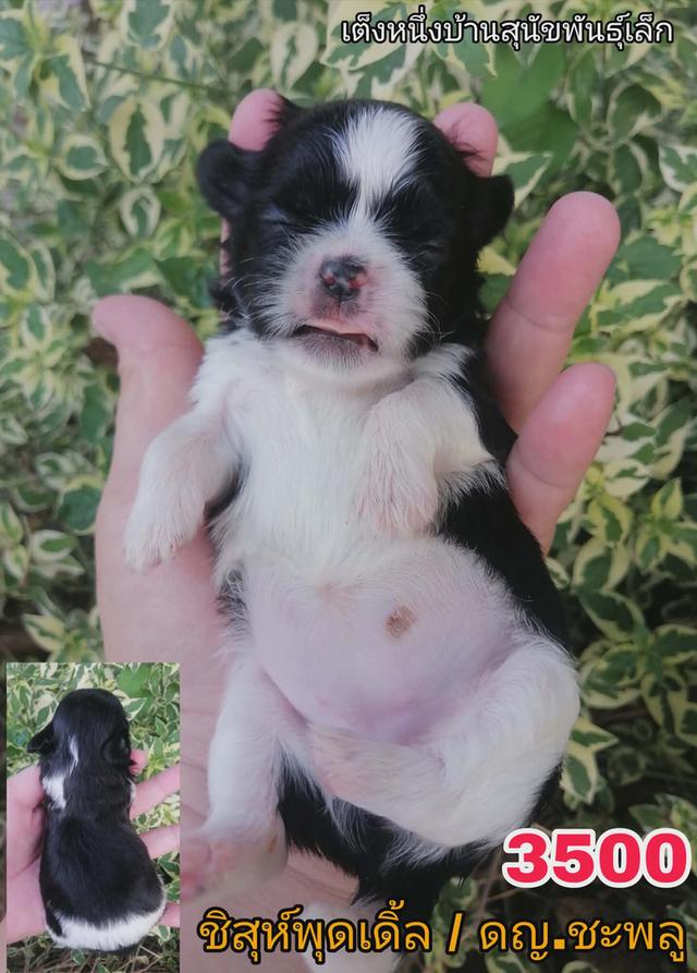 เปิดจอง ชิสุห์พุดเดิ้ล รูปที่ 3