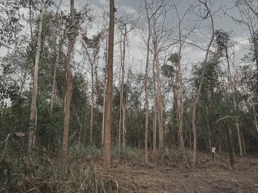 ที่ดินในพื้นที่ อำเภอหล่มเก่า จ.เพชรบูรณ์ 5