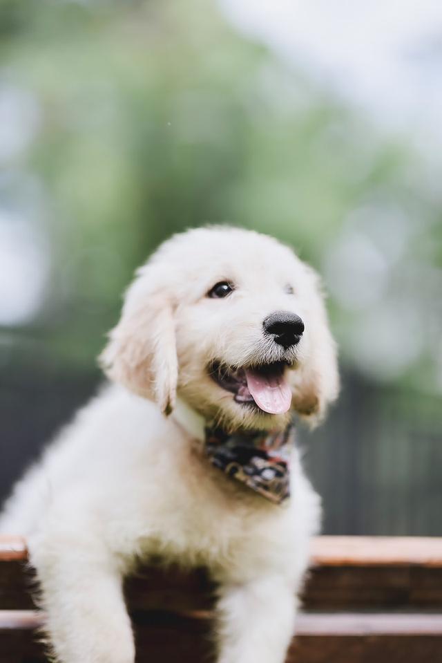 Golden Doodle(Male Dog) 6
