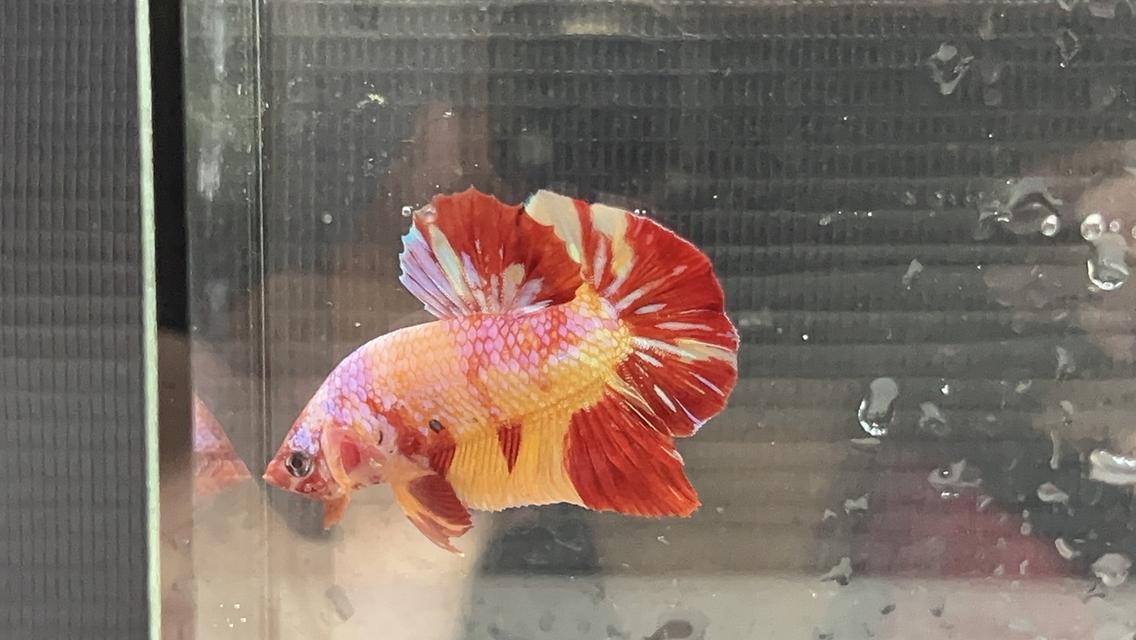 ปลากัดแฟนซี สวยงาม มัลติคัลเลอร์ สีหวาน