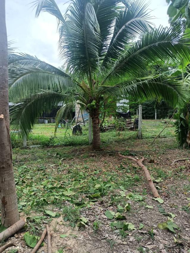 ขายบ้านสวน พร้อมที่ดิน!!!มีโฉนดครุฒแดง เนื้อที่ 1 ไร่ 37 ตารางวา ราคา1,200,000บาท ต่อรองได้ ขายเองไม่รับนายหน้าครับ ตั้งอยู่ทุ่งดินดำรีสอร์ทจังหวัดสุพ 4