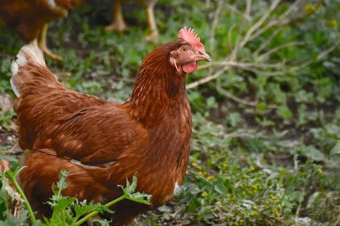 ไก่ไข่พันธุ์ไฮบริด Hybrid Breeds 