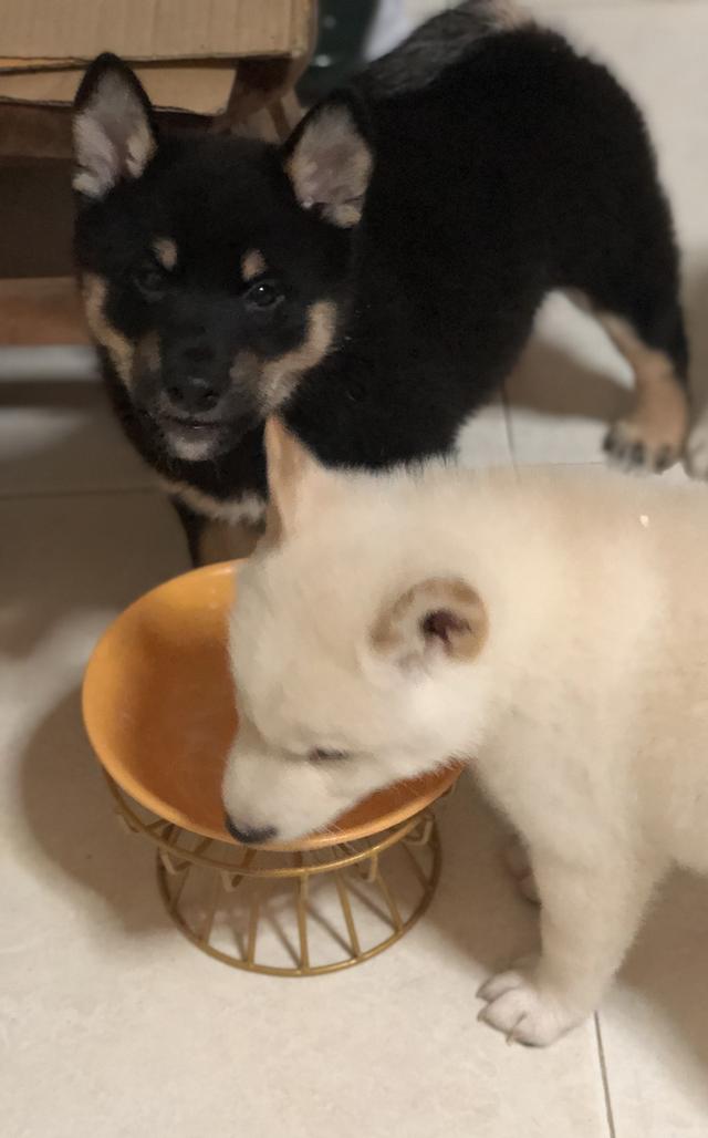 ลูกสุนัขชิบะอินุแท้ เพศผู้สี Black tan อายุ 2 เดือน 10