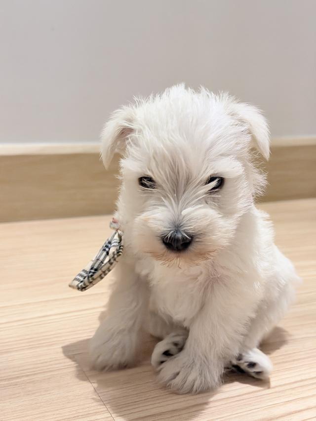 ลูกสุนัข miniature schnauzer เพศเมีย สีขาว