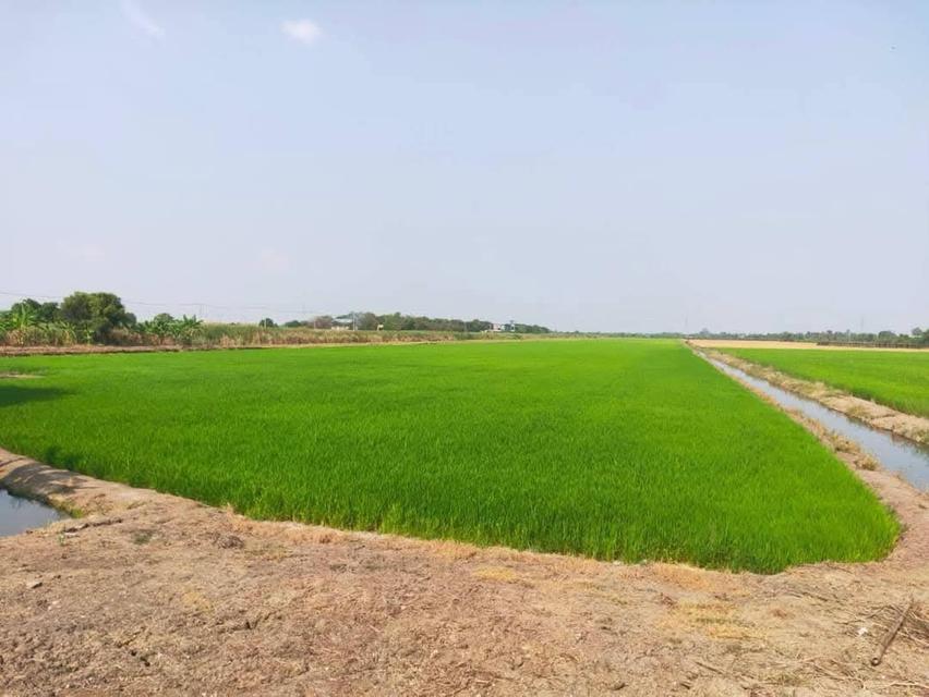 ที่ดิน นครปฐม 7 ไร่ 3 งาน 1