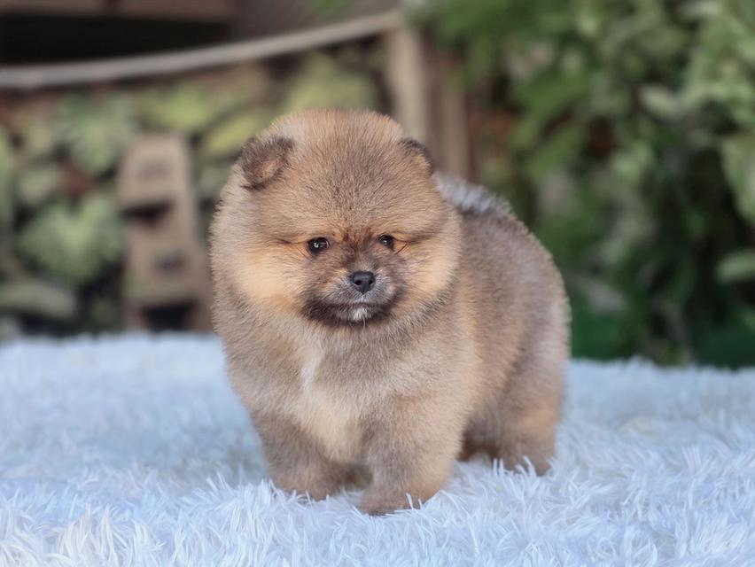 ปอมเมอเรเนียนแท้ สีส้ม เพศเมีย รูปที่ 6