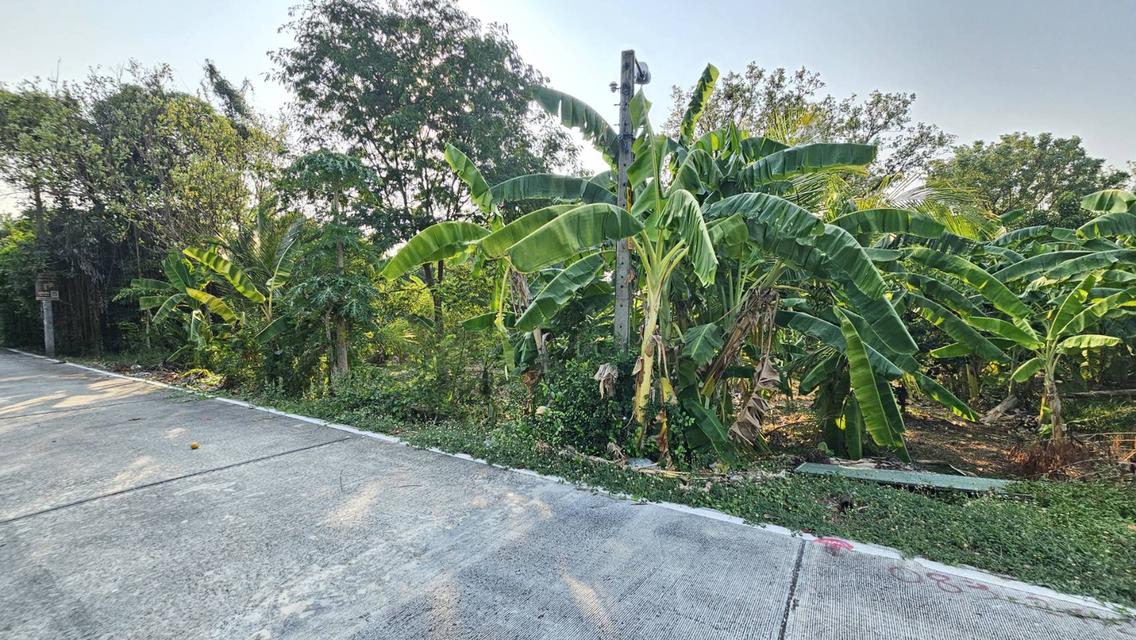 ขายที่ดิน1ไร่ ตำบลไทรม้า 3