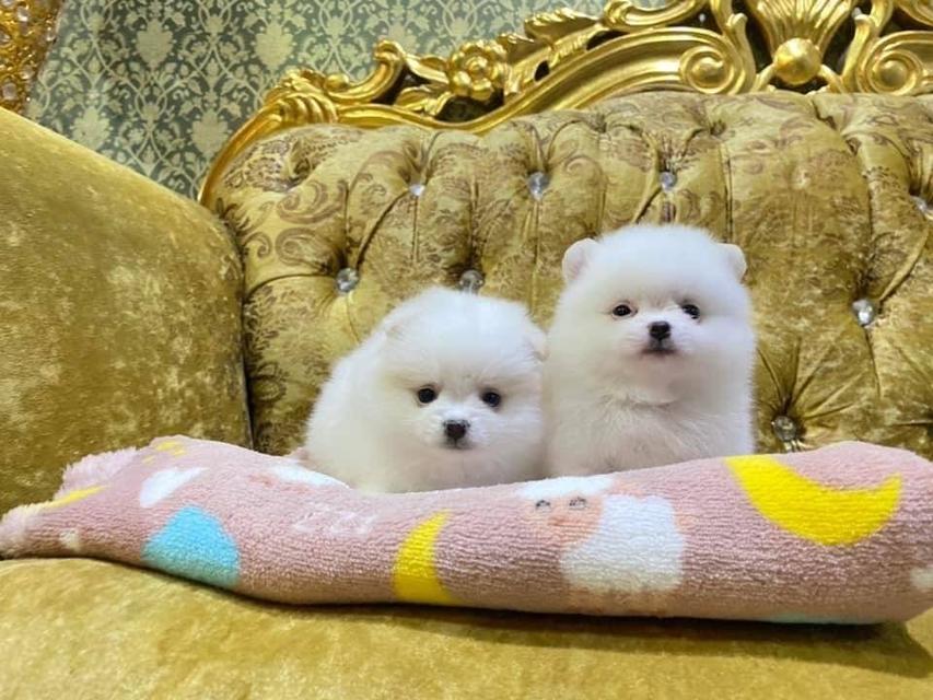 ลูกปอมแท้ น่ารัก อ้วนกลมหมี มีบริการจัดส่ง Pomeranian สอบถามได้นะคะ รูปที่ 9