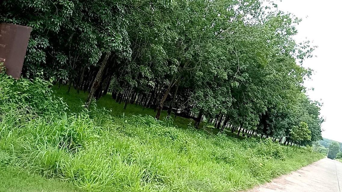 ขายที่ดิน พร้อมสวนยาง จ.อุดรฯ 7